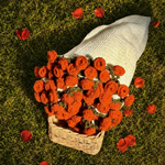 Valori Bouquet Blanket